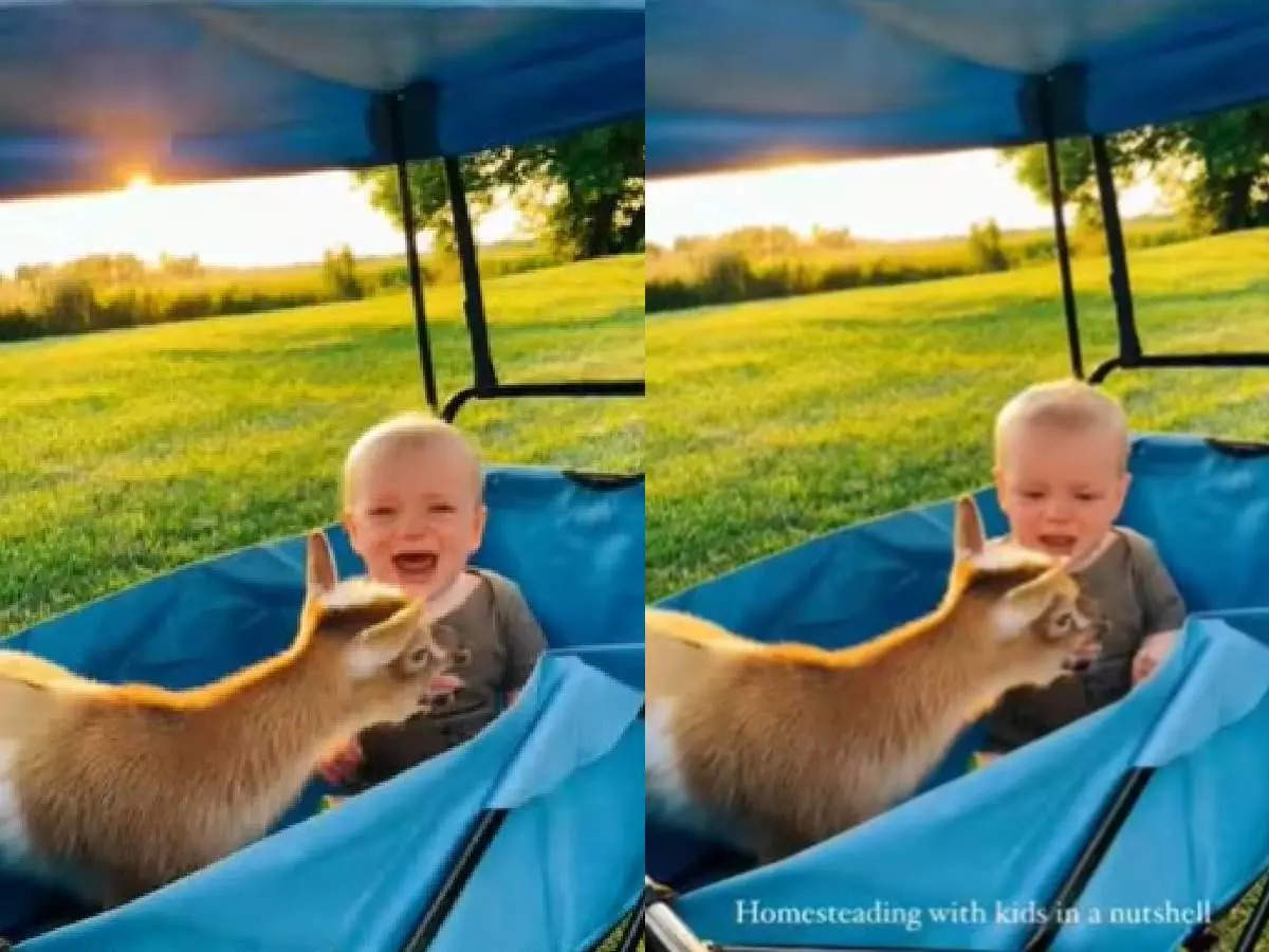A goat that cries like a baby;  The video went viral